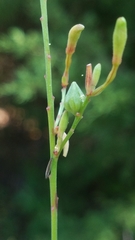 Oenothera demareei