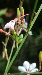 Oenothera demareei