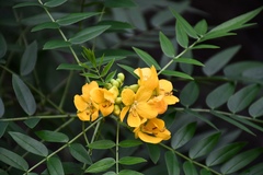 Senna ligustrina