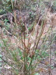 Juncus coriaceus