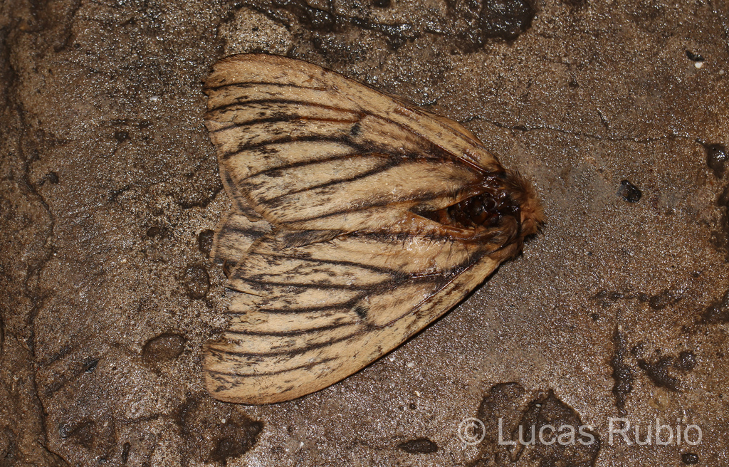 Eudyaria zeta