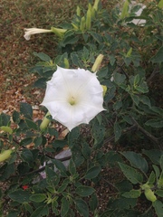 Datura wrightii
