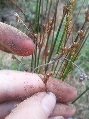 Juncus coriaceus