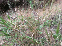 Juncus coriaceus