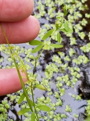 Galium labradoricum