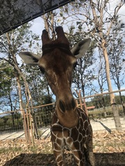 Giraffa
