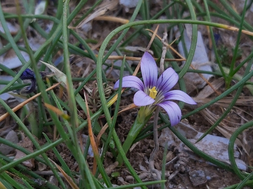 Image of Romulea variicolor by no rights reserved