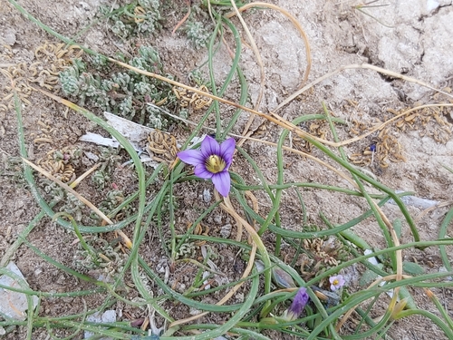 Image of Romulea variicolor by no rights reserved
