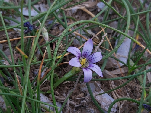 Image of Romulea variicolor by no rights reserved