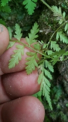 Athyrium asplenioides