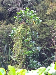 Muehlenbeckia complexa