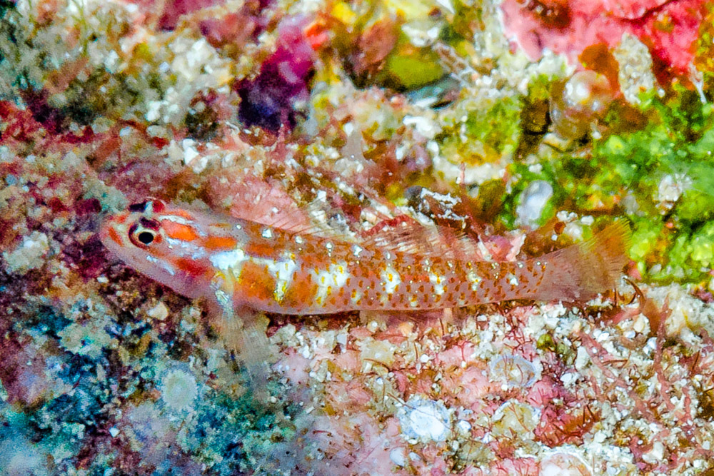 Spotted Fringefin Goby