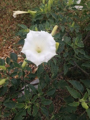Datura wrightii