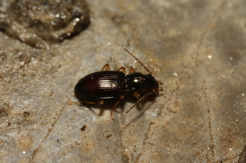 Sinechostictus stomoides