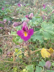 Proboscidea fragrans