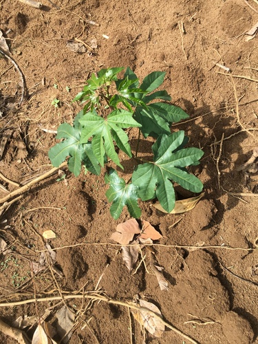 castor bean