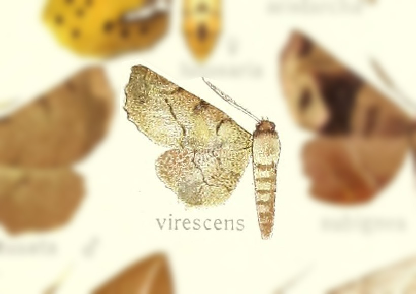 Parepisparis virescens
