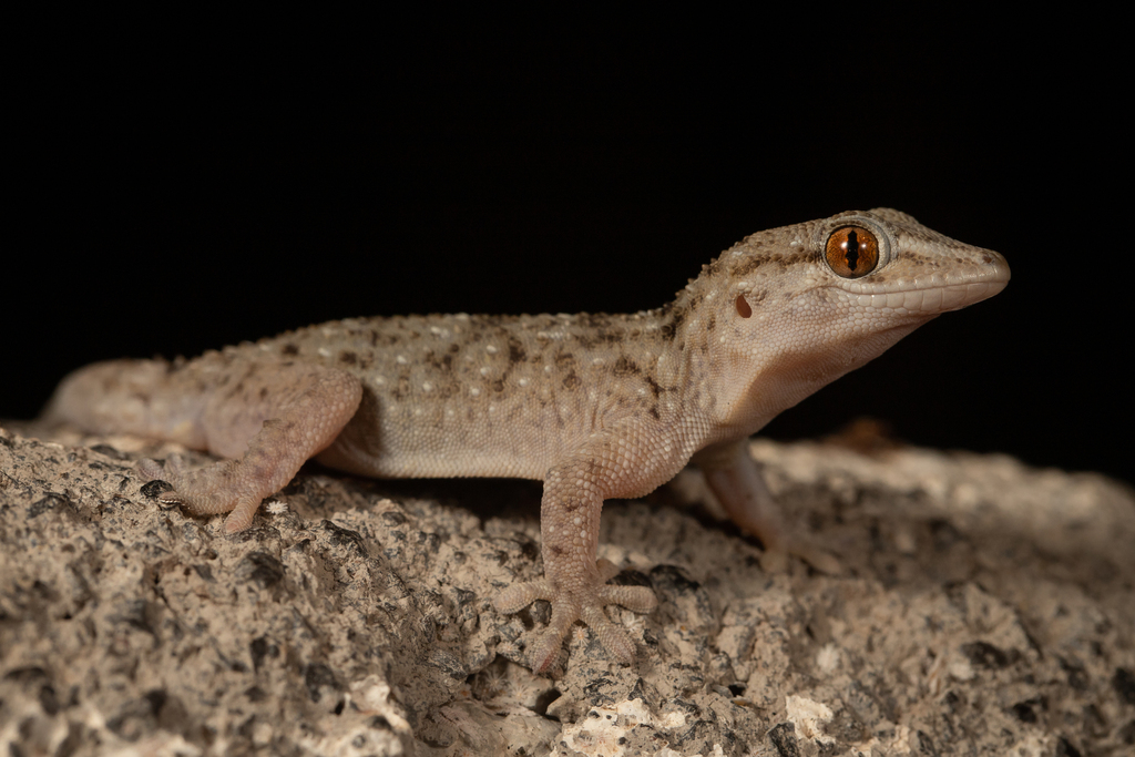 Gomero Wall Gecko