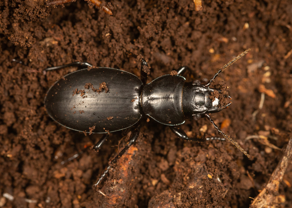 Broscus crassimargo
