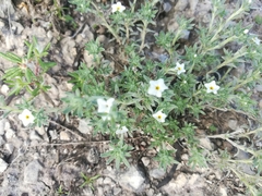 Euploca confertifolia