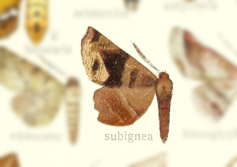 Palaeodoxa