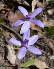Cyanicula sericea