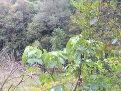 Muehlenbeckia complexa