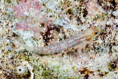 Redspeckled Dwarfgoby photo 2