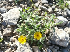 Thymophylla micropoides