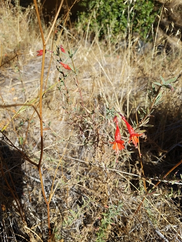 iNaturalist observation photo of California fuchsia