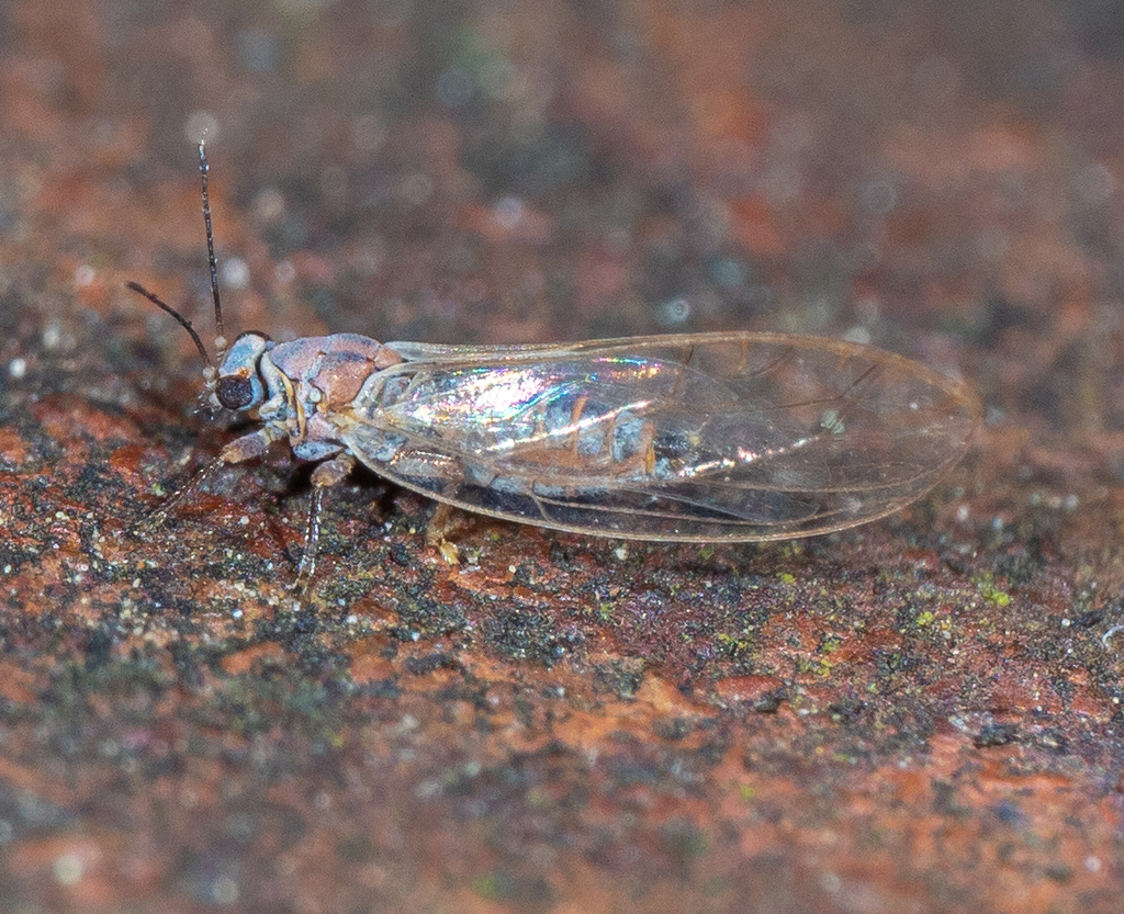 Neotriozella