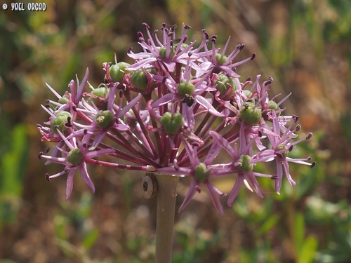 Allium tel-avivense Eig