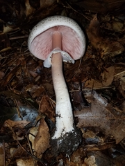 Agaricus placomyces