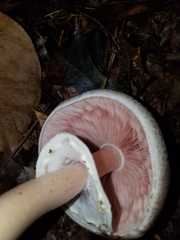 Agaricus placomyces