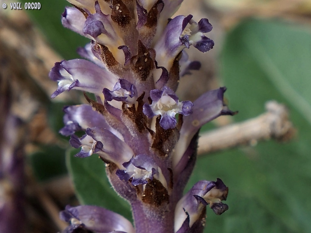 Coerulescentes