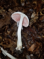 Agaricus placomyces