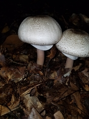Agaricus placomyces