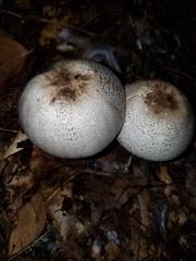 Agaricus placomyces