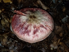 Agaricus placomyces