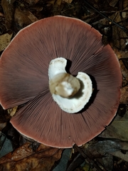 Agaricus placomyces