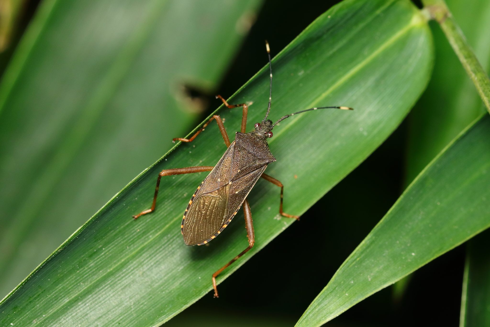 Leptoscelis elongator (Fabricius, 1803)