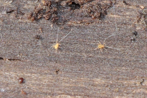 Linopodes motatorius