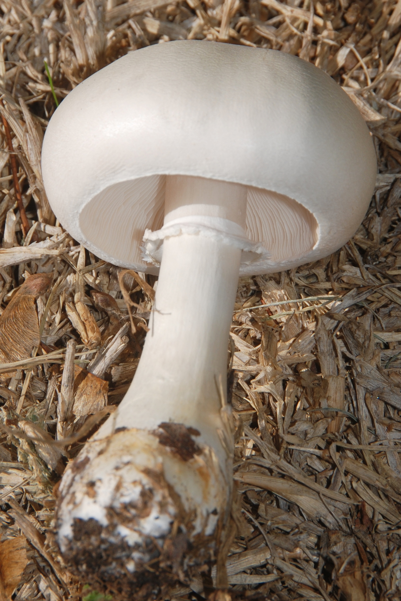 Leucoagaricus leucothites image