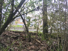 Melicytus ramiflorus ramiflorus