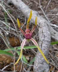 Caladenia arrecta