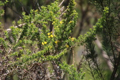 Aspalathus astroites