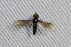Ocyptamus dimidiatus