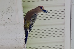 Melanerpes superciliaris