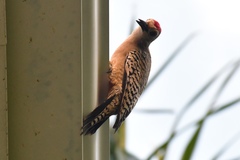 Melanerpes superciliaris