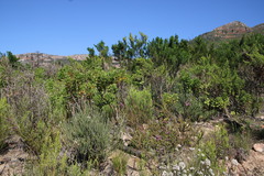 Aspalathus astroites